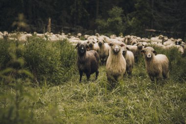 Yeşil otlu bir çayırda koyun grubu ve kuzular