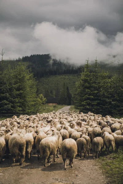 緑の草と草原の羊のグループと子羊 — ストック写真