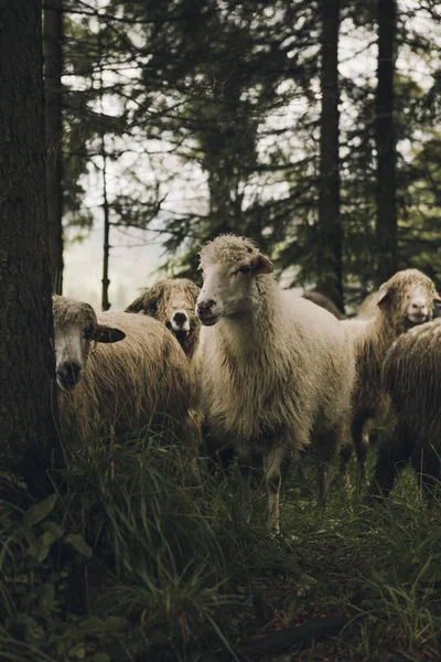 Grupo de ovejas y corderos en un prado con hierba verde — Foto de Stock