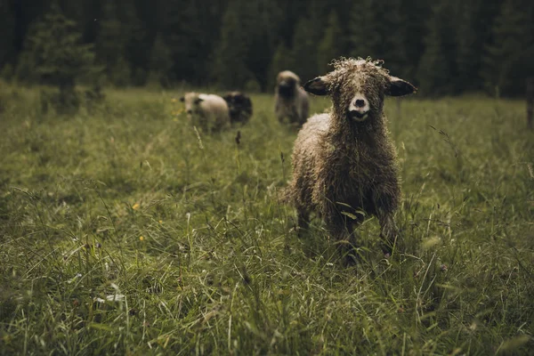 Sheeps groep en lammeren op een weide met groen gras Stockafbeelding