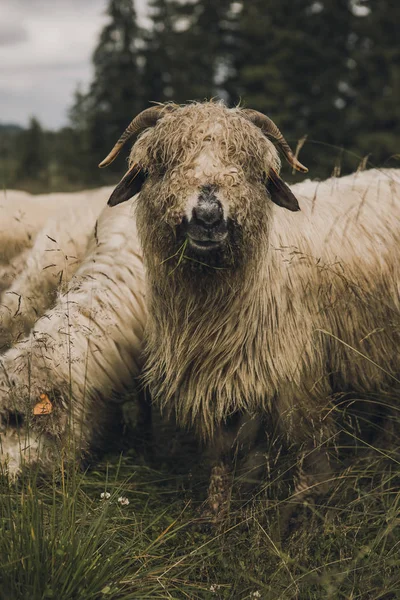 羊の群れと羊の群れが森の牧草地に — ストック写真