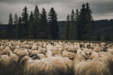 Yeşil otlu bir çayırda koyun grubu ve kuzular