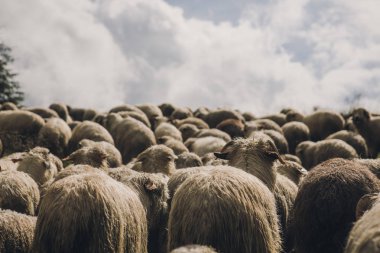Ormandaki bir çayırda koyun sürüsü ve kuzular