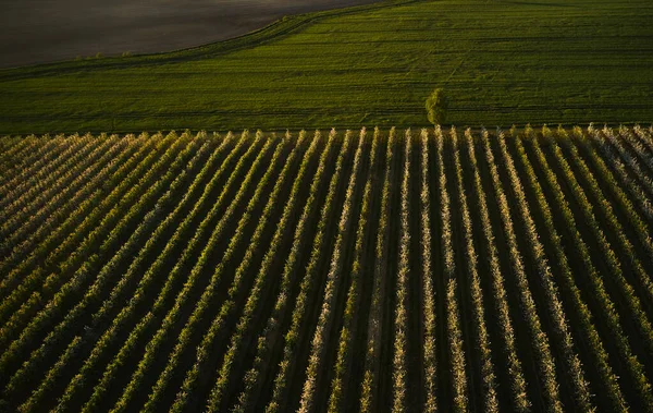 Gün batımında bir elma bahçesinin drone fotoğrafı. Bahar zamanı, çiçekli meyve ağaçları. Kırsal alan, organik tarım.