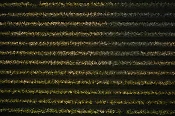 Ett drönarfoto av en äppelträdgård vid solnedgången. Fruktträd med blommor, vårtid. Landsbygdslandskap, ekologiskt jordbruk — Stockfoto