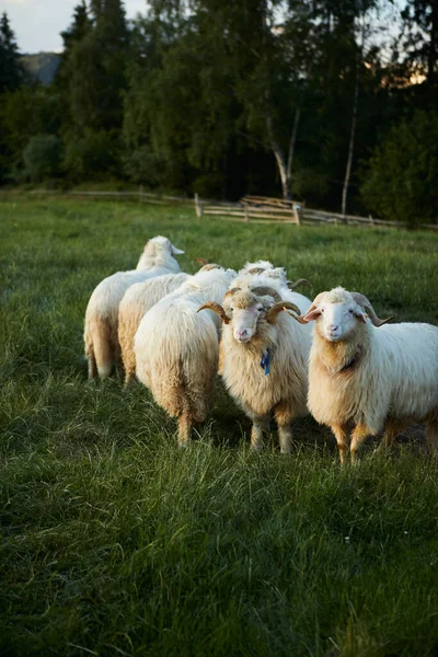 美しい風景の中に羊の放牧。夏の夕日暖かい光 — ストック写真