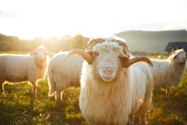 美しい風景の中に羊の放牧。夏の夕日暖かい光 — ストック写真