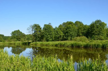 Polonya'da Pilica nehri güzel, yeşil görünümü.