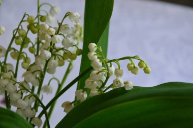 Beyaz arka plan vadisinin Lily.