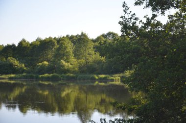 Polonya'da Pilica nehri güzel, yeşil görünümü.