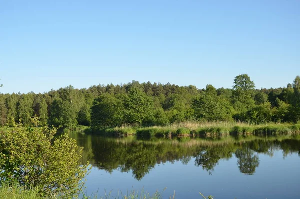 Une Belle Vue Verte Sur Rivière Pilica Pologne — Photo