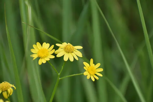 Gele Bloemen Een Groene Gras Achtergrond — Stockfoto