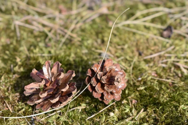 Cones Mentira Grama — Fotografia de Stock