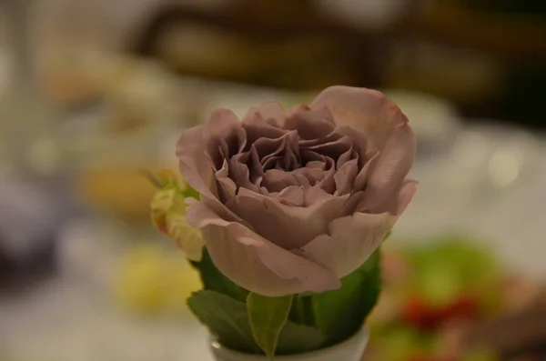 Яркая Фиолетовая Роза Белой Вазе — стоковое фото