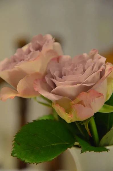 Две Светло Фиолетовые Красивые Розы Вазах — стоковое фото