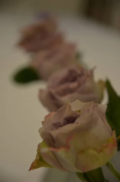Четыре Светло Фиолетовых Красивых Розы Вазах — стоковое фото
