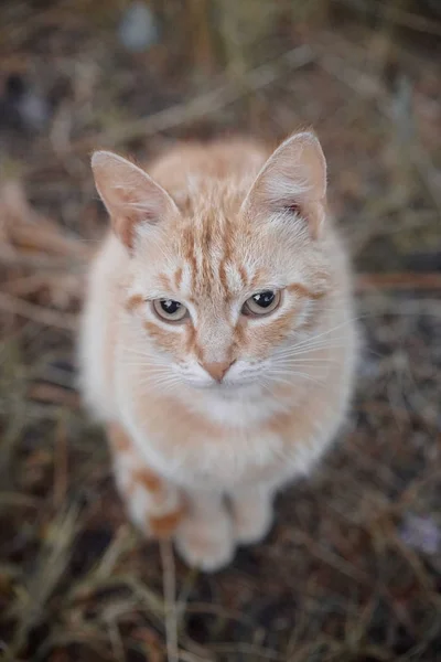 Kočka Červený Mazlíček Zvířátko Načechrané — Stock fotografie