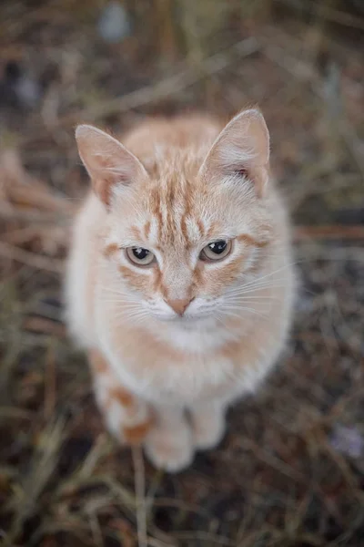 Cat Czerwonym Zwierzakiem Zwierzę Jest Puszyste — Zdjęcie stockowe