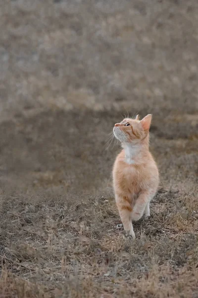 草の上の猫 芝生の上で狩りをする Pet — ストック写真