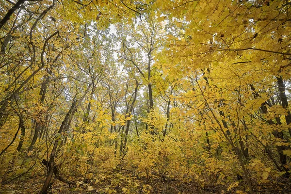 Sonbahar.ormanda sarı yapraklı ağaçlar.