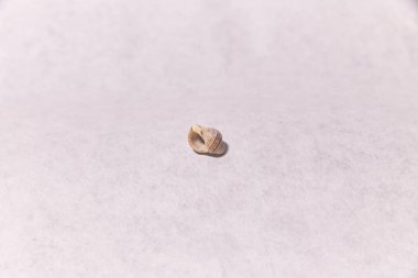 yüzeyde deniz taşı. Büyük. Güzel. Doğal.