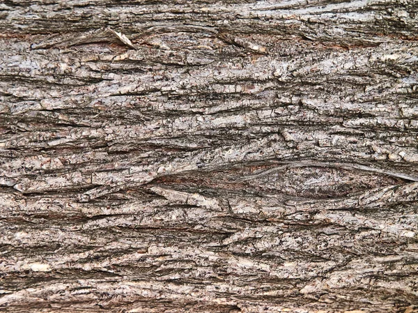 Wood Texture Rough Surface Bark — Stock Photo, Image