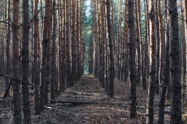  ormanda ağaçlar, uzun boylu çıplak ağaç gövdeleri.