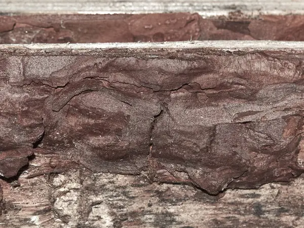 Textur Der Baumrinde Naturholz — Stockfoto