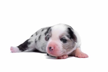 Beyaz bir arka plan üzerinde sevimli corgi stüdyosunda Portre