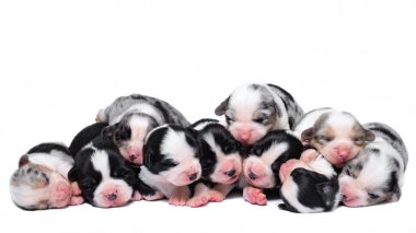 Beyaz bir arka plan üzerinde sevimli corgi stüdyosunda Portre