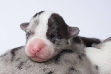 Beyaz bir arka plan üzerinde sevimli corgi stüdyosunda Portre