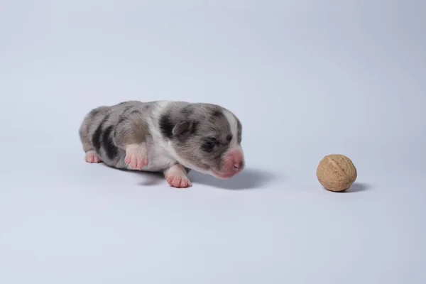 Cachorros Corgi Cardigan Branco Com Acessórios Decorações — Fotografia de Stock