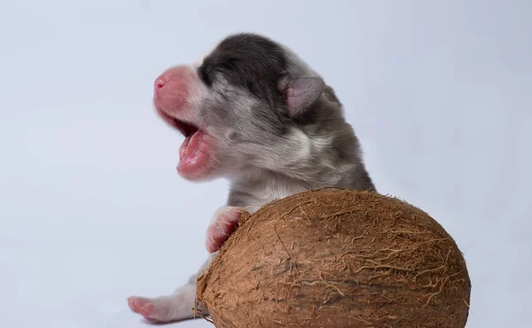 Cachorros Corgi Cardigan Branco Com Acessórios Decorações — Fotografia de Stock