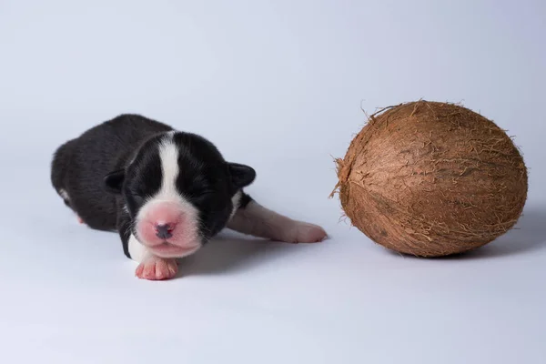 Cachorros Corgi Cardigan Branco Com Acessórios Decorações — Fotografia de Stock