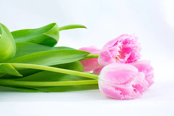 Tulipes Roses Sur Fond Blanc — Photo