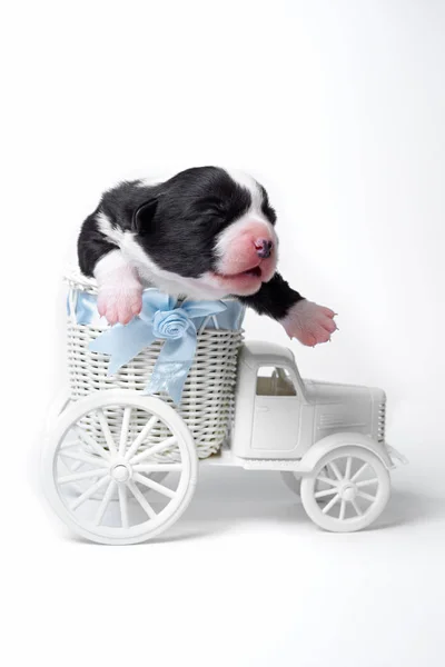 Cardigan Corgi Chiots Sur Blanc Avec Accessoires Décorations — Photo