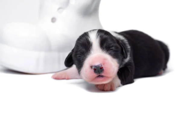 Cardigan Corgi Chiots Sur Blanc Avec Accessoires Décorations — Photo