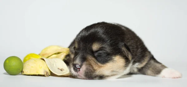 Retrato Estúdio Bonito Corgi Pembroke Fundo Branco — Fotografia de Stock