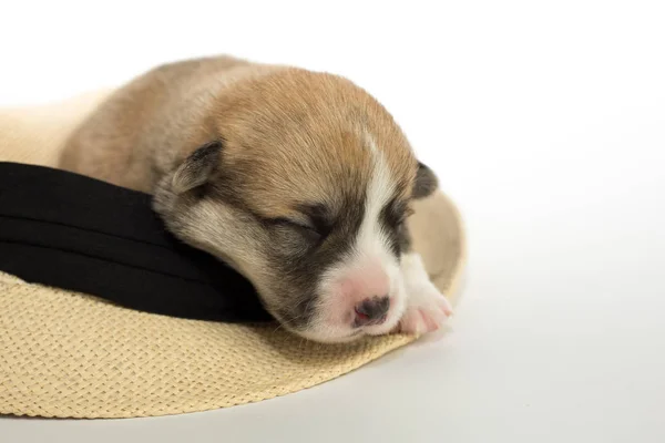 Portret Studio Van Een Schattige Corgi Pembroke Een Witte Achtergrond — Stockfoto