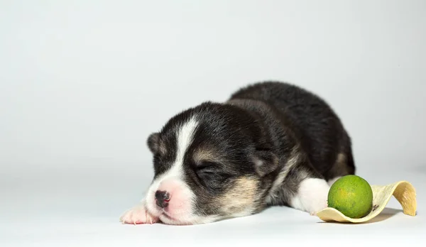 Corgi Cardigan Kölykök Fehér Tartozékokkal Dekorációk — Stock Fotó