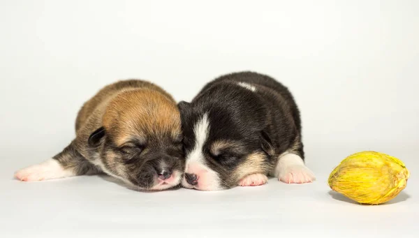 Retrato Estúdio Bonito Corgi Pembroke Fundo Branco — Fotografia de Stock