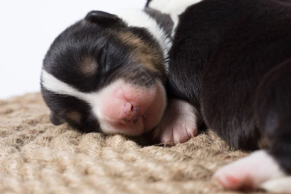 Portret Studio Van Een Schattige Corgi Een Witte Achtergrond — Stockfoto