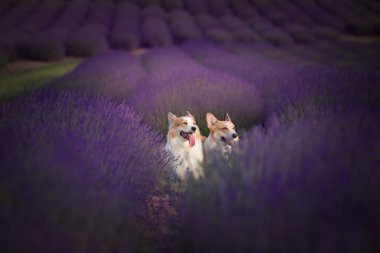 Güzel bir lavanta sahne Mutlu köpekler Corgi