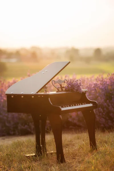 A beautiful black grand piano, standing in a lavender field