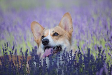 Galler Corgi Pembroke köpek güzel bir lavanta alanında poz 