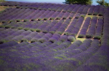 Büyük bir lavanta tarlasında güzel cereyonla çalılar
