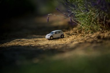 Küçük bir oyuncak araba bir çiçeklenme lavanta alanının yolunda duran