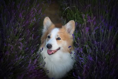 Galler Corgi Pembroke köpek güzel bir lavanta alanında poz 