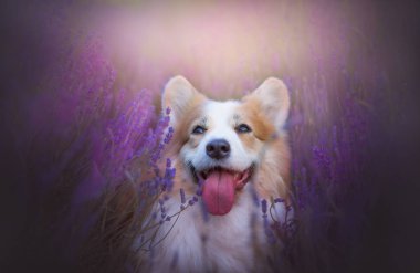 Galler Corgi Pembroke köpek güzel bir lavanta alanında poz 
