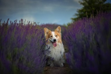 Galler Corgi Pembroke köpek güzel bir lavanta alanında poz 
